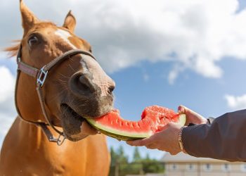 Уголок читателя - 3 - Страница 5 Horse-eating-watermelon-1-350x250