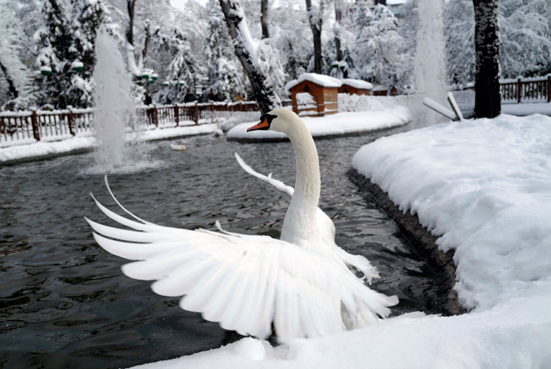 Лебеди зимой на озере